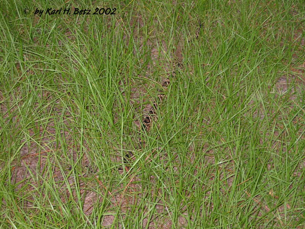 Eastern Diamondback Rattlesnake 020809.jpg [120 Kb]